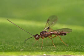 Braconidae (Brackwespe) - unbestimmt