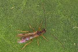 Braconidae (Brackwespe) - unbestimmt