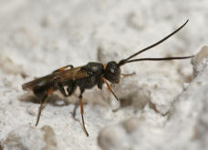 Braconidae spec. (Unterfamilie Cheloninae) / Unbestimmte Brackwespe