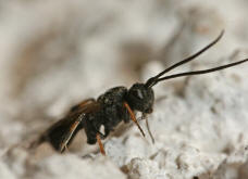 Braconidae spec. (Unterfamilie Cheloninae) / Unbestimmte Brackwespe