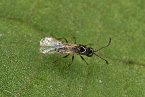 Eucoilinae (Figitidae) / berfamilie: Gallwespenartige - Cynipoidea