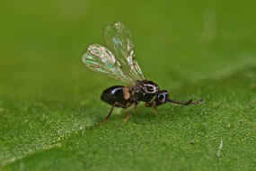 Eucoilinae (Figitidae) / berfamilie: Gallwespenartige - Cynipoidea