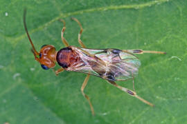 Braconidae (Brackwespe) - unbestimmt