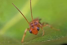 Braconidae (Brackwespe) - unbestimmt