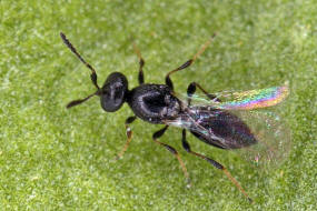 Scelionidae / berfamilie: Platygastroidea - Zehrwespenartige