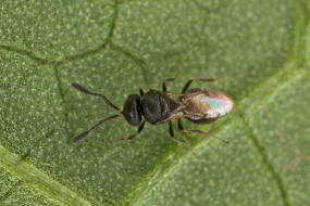 Scelionidae / berfamilie: Platygastroidea - Zehrwespenartige