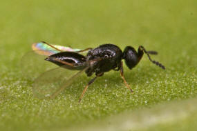 Scelionidae / berfamilie: Platygastroidea - Zehrwespenartige