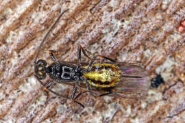 Braconidae (Brackwespe) - unbestimmt