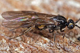 Braconidae (Brackwespe) - unbestimmt