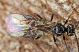 Braconidae (Brackwespe) - unbestimmt