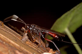 Echthrus reluctator / Ohne deutschen Namen / Schlupfwespen - Ichneumonidae