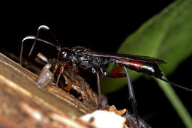 Echthrus reluctator / Ohne deutschen Namen / Schlupfwespen - Ichneumonidae