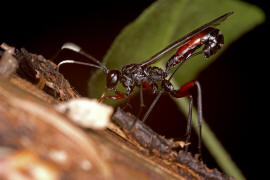 Echthrus reluctator / Ohne deutschen Namen / Schlupfwespen - Ichneumonidae