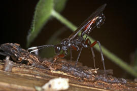 Echthrus reluctator / Ohne deutschen Namen / Schlupfwespen - Ichneumonidae