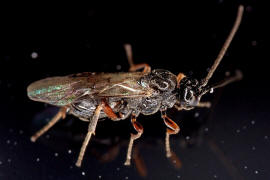 Eubazus spec. (Braconidae)