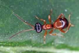 Gelis proximus / Ohne deutschen Namen / Schlupfwespen - Ichneumonidae