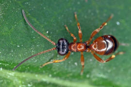 Gelis proximus / Ohne deutschen Namen / Schlupfwespen - Ichneumonidae