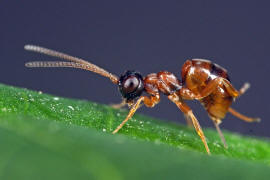 Gelis proximus / Ohne deutschen Namen / Schlupfwespen - Ichneumonidae