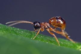 Gelis proximus / Ohne deutschen Namen / Schlupfwespen - Ichneumonidae