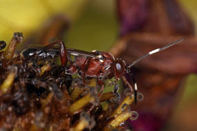 Hoplocryptus melanocephalus / Ohne deutschen Namen / Schlupfwespen - Ichneumonidae - Cryptinae