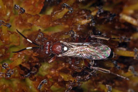 Hoplocryptus melanocephalus / Ohne deutschen Namen / Schlupfwespen - Ichneumonidae - Cryptinae