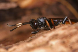 Ichneumon bucculentus / Ohne deutschen Namen / Schlupfwespen - Ichneumonidae / Ordnung: Hautflgler - Hymenoptera