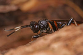 Ichneumon bucculentus / Ohne deutschen Namen / Schlupfwespen - Ichneumonidae / Ordnung: Hautflgler - Hymenoptera