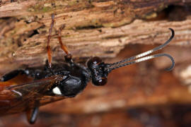 Ichneumon bucculentus / Ohne deutschen Namen / Schlupfwespen - Ichneumonidae / Ordnung: Hautflgler - Hymenoptera