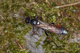 Ichneumon bucculentus / Ohne deutschen Namen / Schlupfwespen - Ichneumonidae / Ordnung: Hautflgler - Hymenoptera