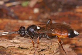 Ichneumon bucculentus / Ohne deutschen Namen / Schlupfwespen - Ichneumonidae / Ordnung: Hautflgler - Hymenoptera