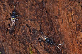 Ichneumon bucculentus / Ohne deutschen Namen / Schlupfwespen - Ichneumonidae / Ordnung: Hautflgler - Hymenoptera