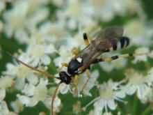 Ichneumon sarcitorius / Flicken-Schlupfwespe (Männchen) / Schlupfwespen - Ichneumonidae / Ordnung: Hautflügler - Hymenoptera
