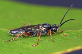 Lochetica westoni / Ohne deutschen Namen / Schlupfwespen - Ichneumonidae - Cryptinae