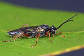 Lochetica westoni / Ohne deutschen Namen / Schlupfwespen - Ichneumonidae - Cryptinae