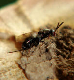 Monodontomerus obsoletus / Erzwespe / Erzwespen (Zehrwespen) - Chalcidoidae / Ordnung: Hautflügler - Hymenoptera