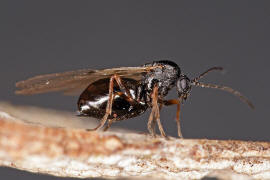 Neuroterus quercusbaccarum / Eichenlinsengallwespe / Gallwespen - Cynipidae / Ordnung: Hautflügler - Hymenoptera