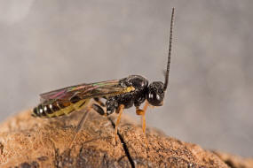 Orthopelma mediator / Gelbe Rosenschlupfwespe / Schlupfwespen - Ichneumonidae - Orthopelmatinae