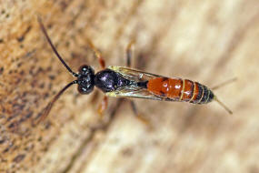 Orthopelma mediator / Gelbe Rosenschlupfwespe / Schlupfwespen - Ichneumonidae - Orthopelmatinae