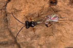 Orthopelma mediator / Gelbe Rosenschlupfwespe / Schlupfwespen - Ichneumonidae - Orthopelmatinae