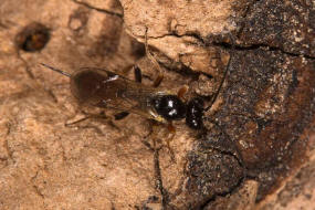 Orthopelma mediator / Gelbe Rosenschlupfwespe / Schlupfwespen - Ichneumonidae - Orthopelmatinae