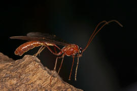 Ophion spec. / Schlupfwespe / Schlupfwespen - Ichneumonidae