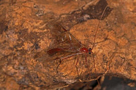 Ophion spec. / Schlupfwespe / Schlupfwespen - Ichneumonidae