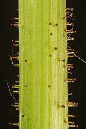 Sonchus asper / Raue Gnsedistel / Asteraceae / Korbbltengewchse