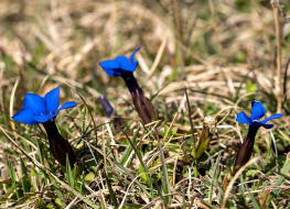 Gentiana verna / Frhlings-Enzian / Gentianaceae / Enziangewchse