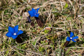 Gentiana verna / Frhlings-Enzian / Gentianaceae / Enziangewchse