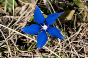 Gentiana verna / Frhlings-Enzian / Gentianaceae / Enziangewchse