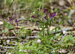 Lathyrus vernus / Frhlings-Platterbse / Fabaceae / Schmetterlingsbltengewchse