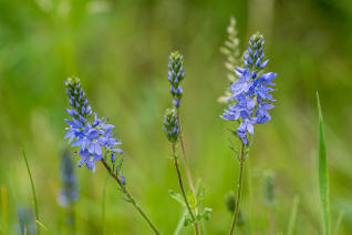 Veronica teucrium / Groer Ehrenpreis / Veronicaceae / Ehrenpreisgewchse (vormals Scrophulariaceae / Braunwurzgewchse)