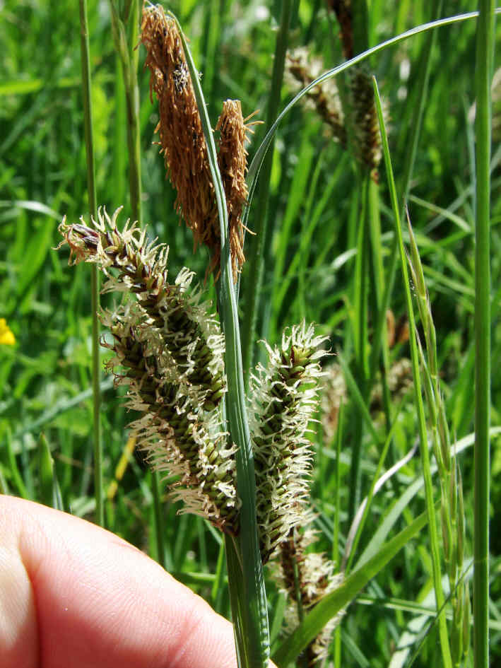Carex flacca / Blaugrüne-Segge / Cyperaceae / Sauergrasgewächse