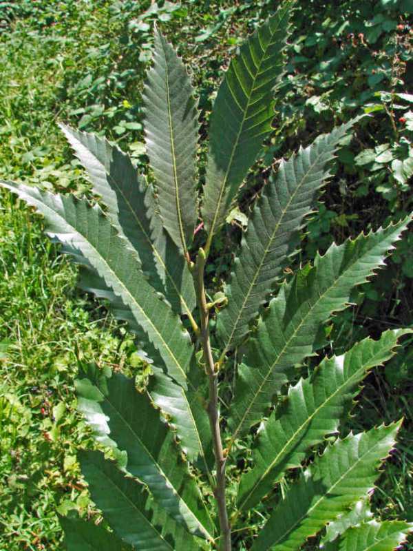 Castanea sativa / Esskastanie / Marone / Fagaceae / Buchengewächse